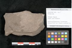 Foto (Objekt + Etikett) von Plantae indet.  (NHMW-GEO-2024-0188-11442)